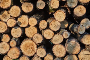 Image showing Log wood pile