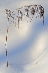 Image showing dry plant and snow