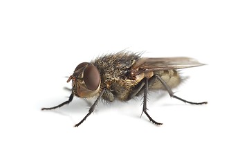 Image showing Fly Macro on White