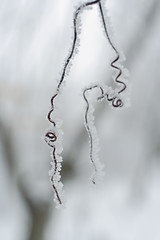 Image showing frosted grape moustache