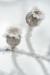 Image showing frosted dry poppy bags