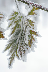 Image showing frosted winter leaves