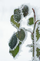 Image showing frosted winter leaves