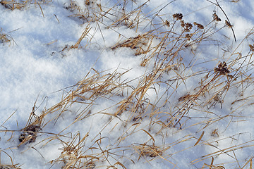 Image showing dry plants and snow