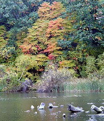 Image showing Autumn trees