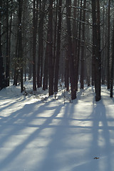 Image showing winter forest