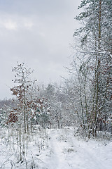 Image showing winter bushes