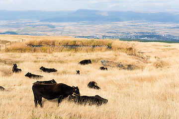 Image showing Crows in farm agriculture 