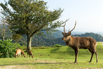 Image showing Deer in the park