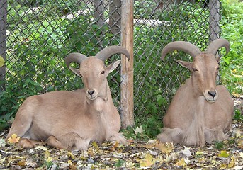 Image showing Twins