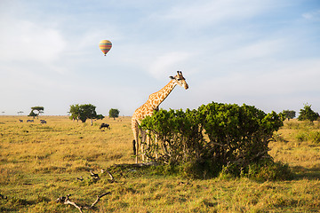 Image showing giraffe eating tree leaves in savannah at africa