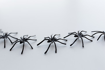 Image showing black toy spiders chain on white background