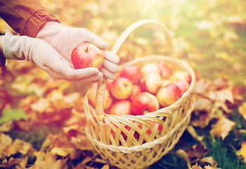 Image showing woman with basket of apples at autumn garden