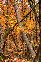 Image showing Beautiful autumn forest