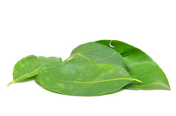 Image showing Indonesian Bay Leaf