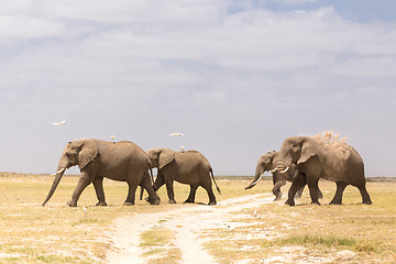 Image showing Herd of wild elephants in Amboseli National Park, Kenya.