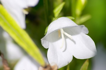 Image showing Bellflower