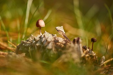 Image showing Small Mushroom Growing