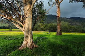 Image showing Trees in afternoon light