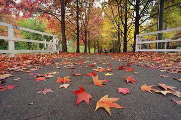 Image showing Autumn trees and leaves