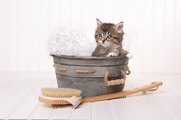 Image showing Maincoon Kitten With Big Eyes in Washtub Bathing