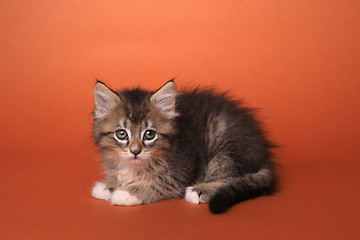 Image showing Maincoon Kitten With Big Eyes