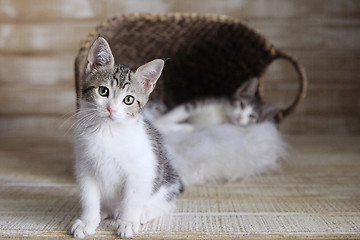 Image showing Two Adoptable Kittens in a Basket