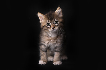 Image showing Maincoon Kitten With Big Eyes