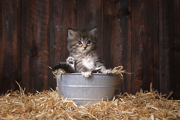 Image showing Cute Kitten With Straw in a Barn