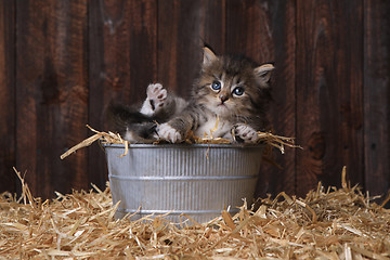 Image showing Cute Kitten With Straw in a Barn
