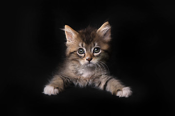 Image showing Maincoon Kitten With Big Eyes