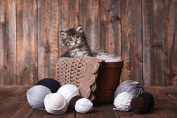 Image showing Cute Kitten With Balls of Yarn