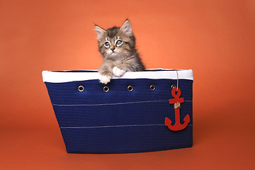 Image showing Maincoon Kitten With Big Eyes