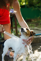 Image showing Woman bathing dog outside