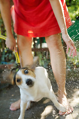 Image showing Woman bathing dog outside