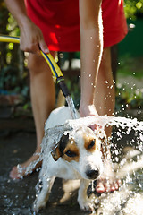 Image showing Woman bathing dog outside