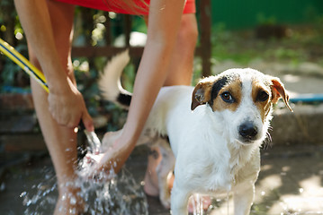 Image showing Woman bathing dog outside