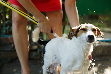 Image showing Woman bathing dog outside