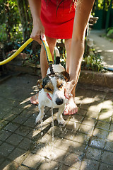 Image showing Woman bathing dog outside