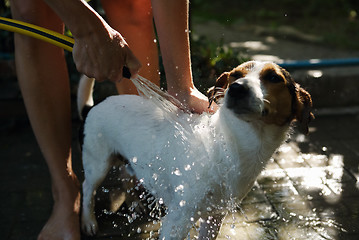 Image showing Woman bathing dog outside