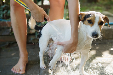 Image showing Woman bathing dog outside