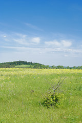 Image showing landscape with lone bush