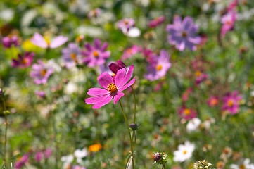 Image showing Flowers of garden