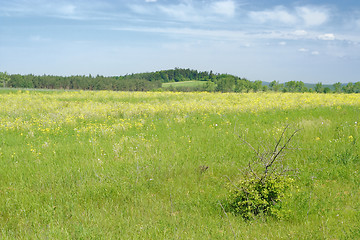 Image showing landscape with lone bush