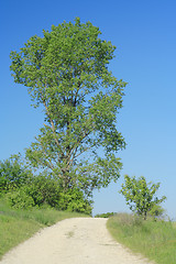 Image showing landscape with road and tree