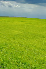 Image showing plain green field