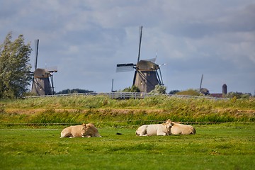 Image showing Cows on a farm