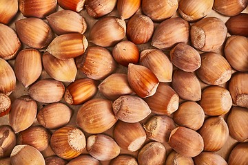 Image showing Hazelnut in a pile