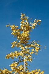 Image showing Yellow Autumn Leaves