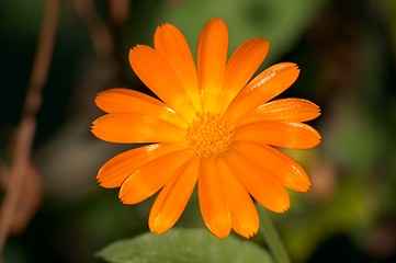 Image showing Calendula